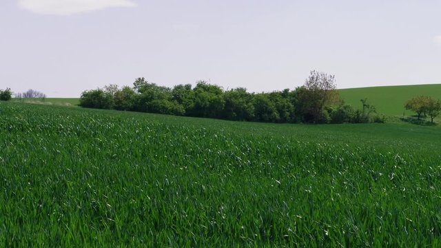 Green grass field, trees at sunny windy spring day, nature background. Lawn ground, bushes with young wheat under wind, closeup. Cereal plant, bread corn, rye, oat, rice under sky. Landscape herbage