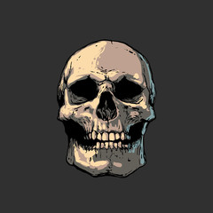 Cool realistic color skull tattoo illustration