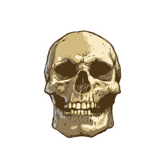 Cool realistic color skull tattoo illustration