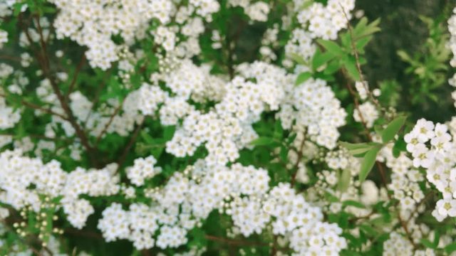 small white flowers close up
