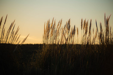 Wheat in the sunset