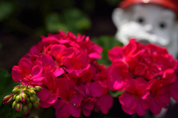 Annual red Zonal Geranium flowers outdoors with a garden gnome