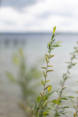 Fototapeta premium Gras vor dem Starnberger See