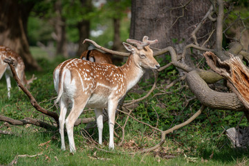 fallow deer in the forest