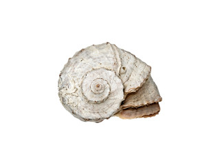 Big curved seashell on isolated white background