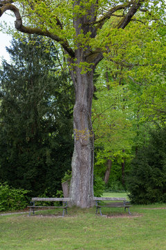Zwei B&auml;nke an einem gro&szlig;en Baum, parallel