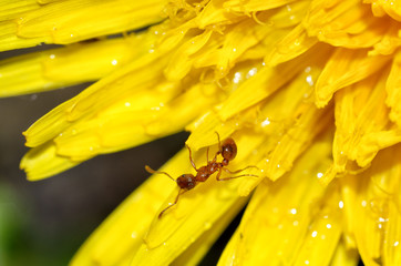 The ant collects the pollen of a dandelion.