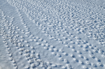 Traces of birds on the snow.