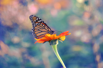 butterfly in the sun flower