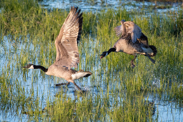hunting geese