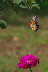 Flying monarch butterfly in garden