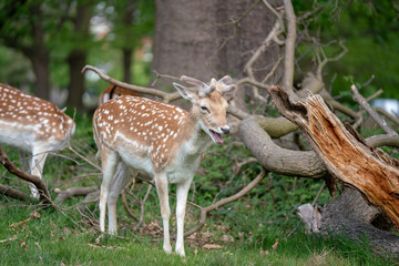 fallow deer in the forest