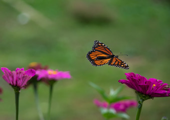 Monarch butterfly soaring with open wings