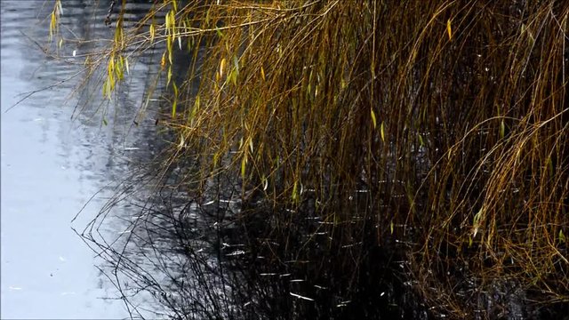 Wintry evening impressions from the City Park (Fennsee) in Berlin Wilmersdorf from December 4, 2015, Germany 