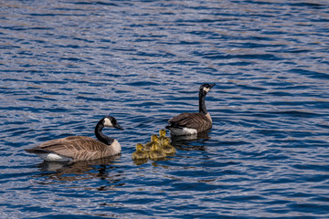 Obraz premium Two Canada Geese (Branta canadensis) adults and five goslings (chicks) swimming.