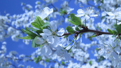 Beautiful macro photo of whitr cherry flowers in spring garden