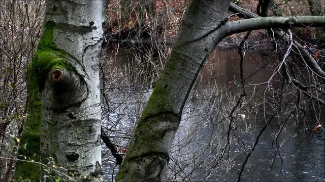 Wintry evening impressions from the City Park (Fennsee) in Berlin Wilmersdorf from December 4, 2015, Germany 