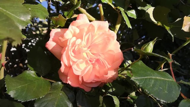 rose saumon