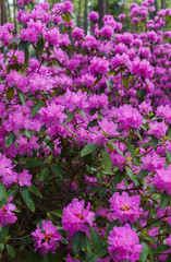 Fototapeta premium The first spring flowers of lilac rhododendrons. Early spring.