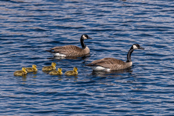 Obraz premium Two Canada Geese (Branta canadensis) adults and five goslings (chicks) swimming.
