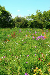 wildblumenwiese  öko landwirtschaft