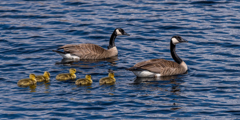 Two Canada Geese (Branta canadensis) adults and five goslings (chicks) swimming.