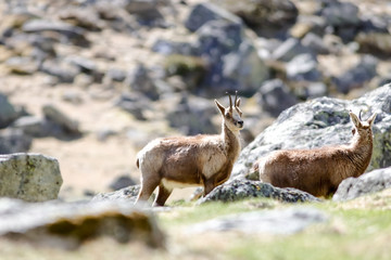 Obraz premium Isard des Pyrénées
