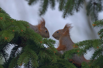 Zabawa na gałęzi © Tomek Kiecana