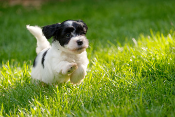 Cute little havanese puppy is running in a spring green garden