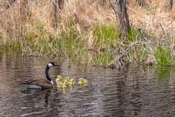 Canada Geese (Branta canadensis) adult and five goslings (chicks) swimming.