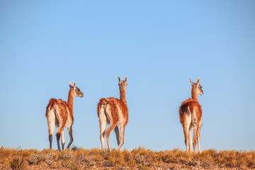 Guanaco in Patagonia