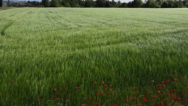 mouvement du vent dans un champ
