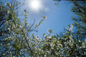 Blossom trees under noon sun in early spring 