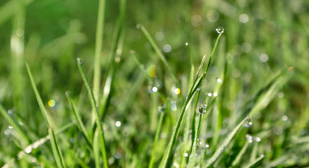Fototapeta na wymiar drop of dew on a green blade of grass, spring fresh young grass in the dew and sparkles of the sun's rays