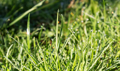 Fresh grass with water droplet in sunshine