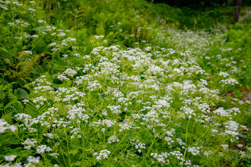 初夏の高原に咲く雑草の白い花をフォーカスシフトで撮影したら美しい