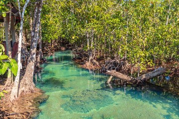 Mangrove and crystal clear water stream canal at Tha Pom Klong Song Nam mangrove wetland, Krabi, Thailand