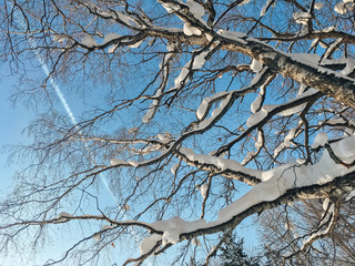 beautiful winter forest landscape one