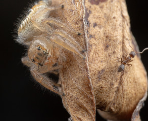 Little thyene Imperialis spider posing on a branch