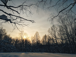 beautiful winter forest landscape one