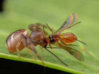 Fototapeta premium Little jumping spider eating his prey after catch it
