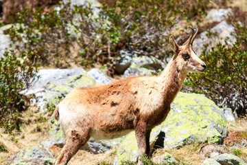 Isard des Pyrénées