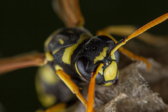 European Polistes galicus wasp hornet taking care of his nest
