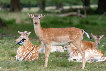 fallow deer in the forest