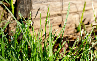 green fresh grass on the background of wooden texture in the garden, illuminated by rays of the rising sun