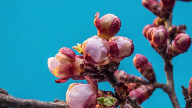 Apricot flowers blossoming in the blue background. Time Lapse video.