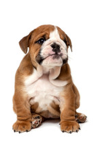 Cute English bulldog puppy sitting, isolated on white background