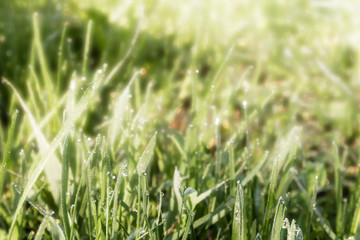 soft focus, fresh green grass with dew drops in the early morning, solar lighting
