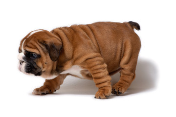 Cute English bulldog puppy stands sideways, isolated on white background