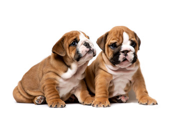 Obraz premium Two cute English bulldog puppies sitting next, listening carefully, isolated on a white background
